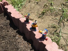 今日の花壇番外編