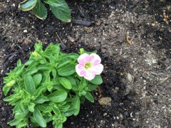 今日咲いた花です