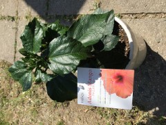 今日新しく仲間入りしたお花ちゃん