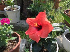 ハイビスカス開花