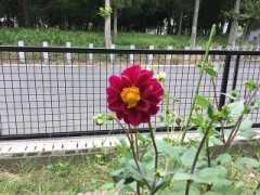 ダリアちゃん開花