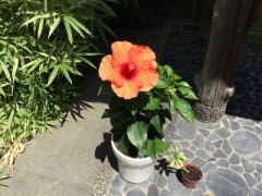 今日咲いたハイビスカス