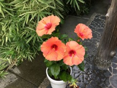 4輪同時に咲きました！