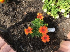 鮮やかなオレンジの花