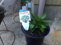 今日植えた花です