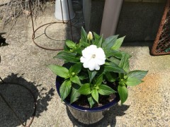 真っ白な花咲きました