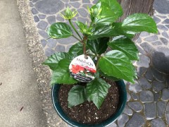 今年もハイビスカス植えました