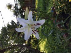 ユリの花が開花しました！