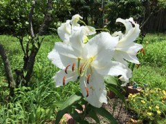 またまたまたユリの花が開花しました