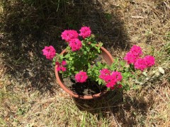 ピンクのかわいい花