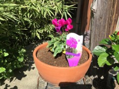 またまた花を植えました