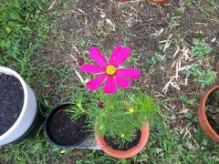 秋桜咲きました！