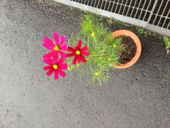 秋桜3輪咲きました