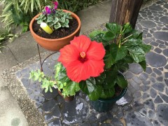 深まる秋に咲いた花