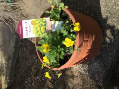 花植えしました