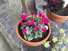 今年のシクラメンはちょっと違うw