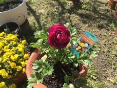 今日植えた花