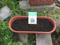 ひまわりの種植えました