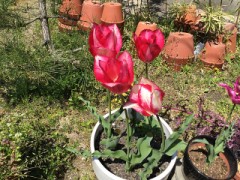 チューリップの大輪