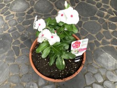 6月最後に植えた花