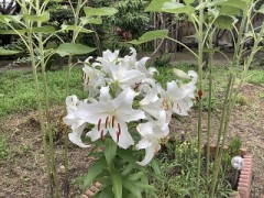 百合の花が満開です