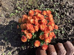 満開になりました(*'▽'*)