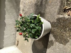 ミニバラ植えました