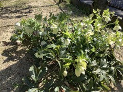 クリスマスローズ満開です