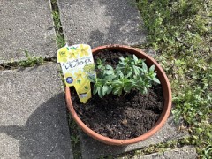 久しぶりの花植え