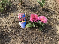 またまた花植え