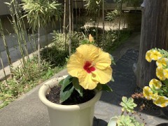 自前で咲きました