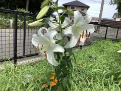 百合の花が咲きました