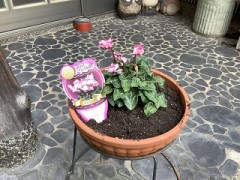 久しぶりの花植え