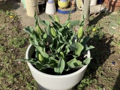 もうすぐ咲くかな