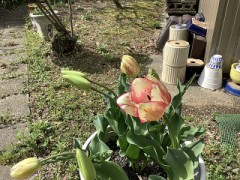 チューリップ咲きました