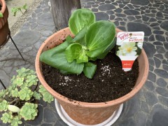 ベゴニア植えました️