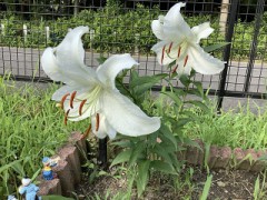 今年も百合の花が咲きました