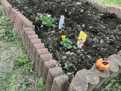 秋冬の定番の花