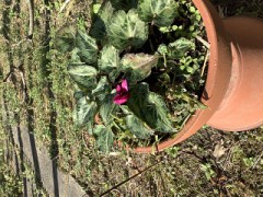 シクラメンのかほりw