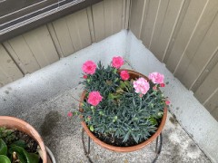 カーネーション咲いてます