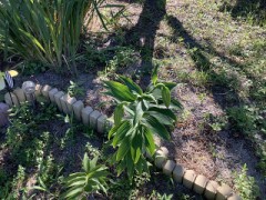 ユリの花、開花間近️かも