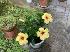 ハイビスカス咲きましたpart2