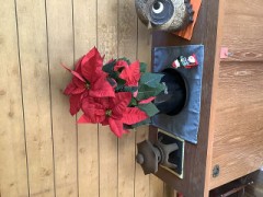 クリスマスが似合う花