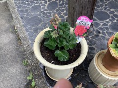 久しぶりの花植えvol.2