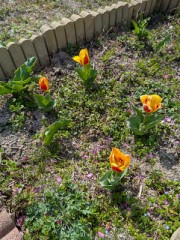 チューリップの花