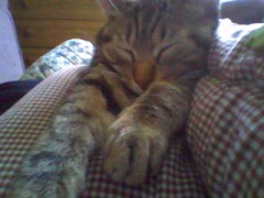 やる気スイッチについて