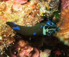 ミドリリュウグウウミウシ