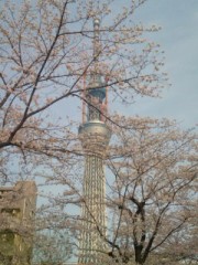 桜とスカイツリー