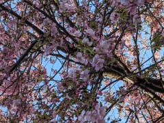 子供達と散歩(&#8226;&#8255;&#8226;)