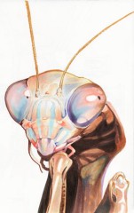 ちちんぷいぷい